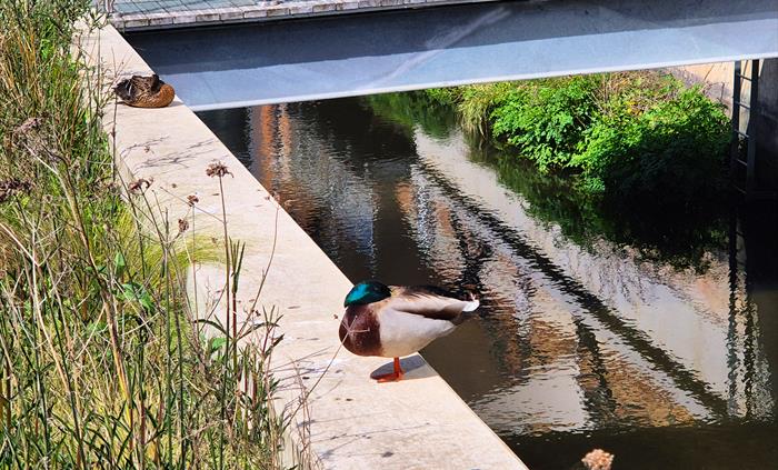 Canal Quarter ducks